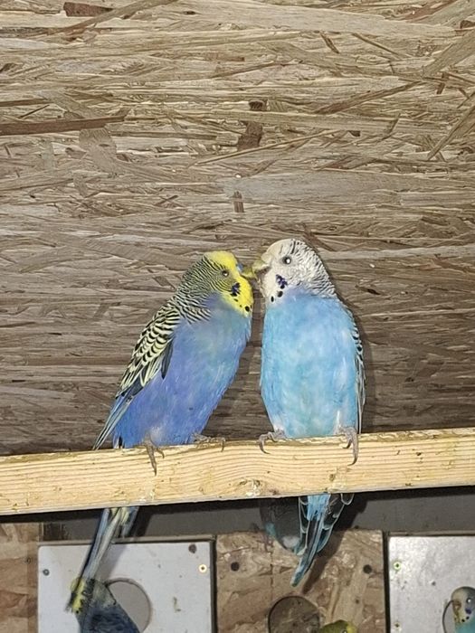 Papagali perusi tineret