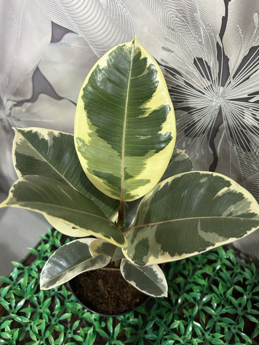 Комнатные  цветы на 8 марта