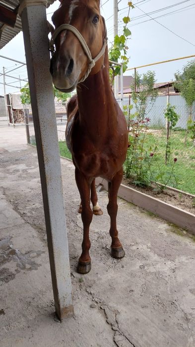 9 жасар айғыр сатылады