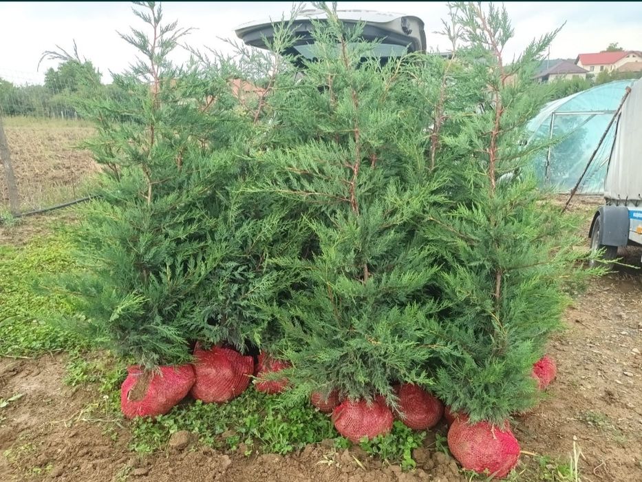 Leylandii 2.3m - 2.5m la super oferta/ calitate extra/ oferim livrare