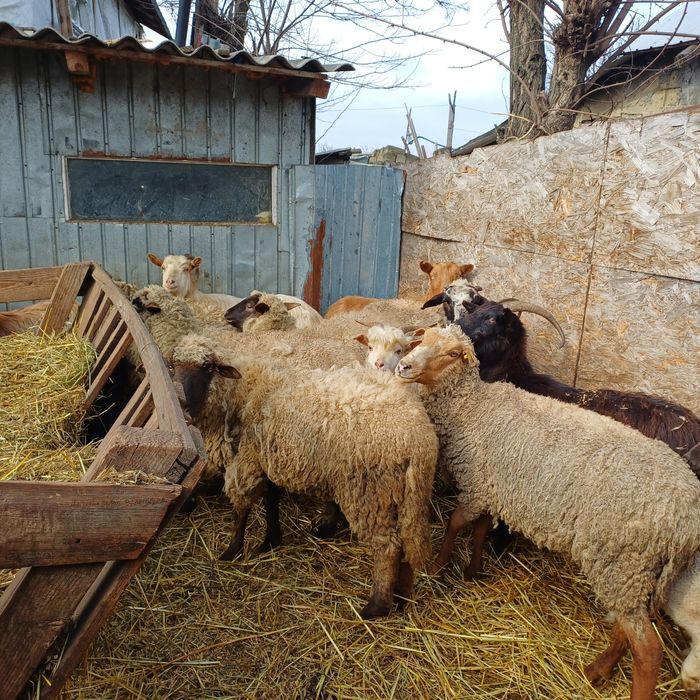 Vand oi si capre impreuna