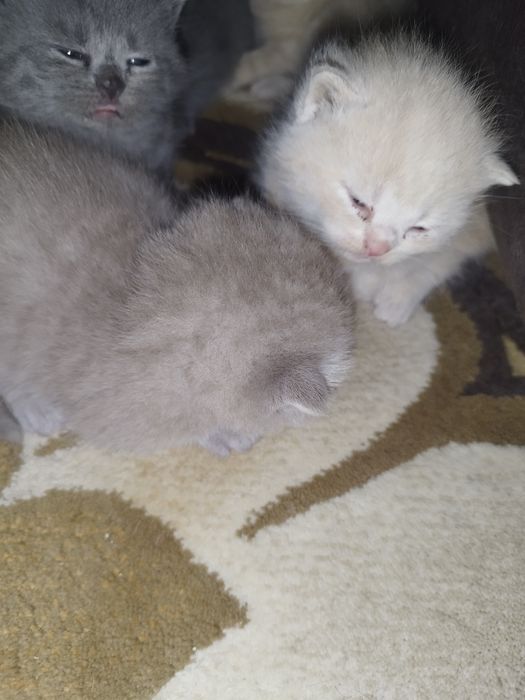 Skotish fuld i britanskiy strayt