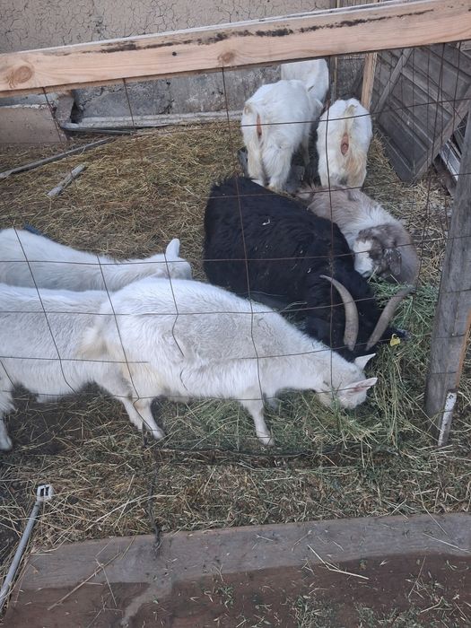 Срочно ешкі сатылады