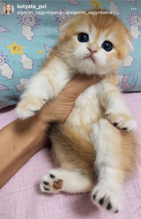 Золотые шиншилята