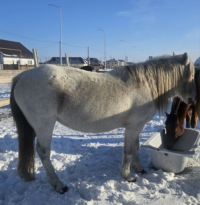 Жылкы лощадь бие