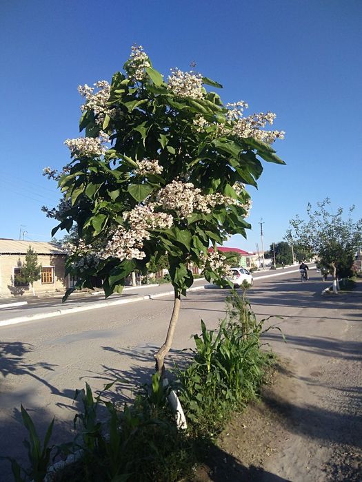 Manzaralik gul daraxtlar