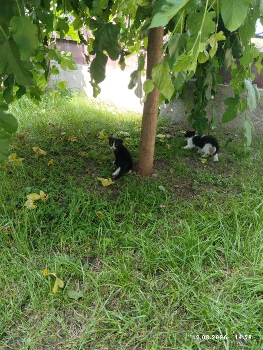 Продажа вислоухих котят