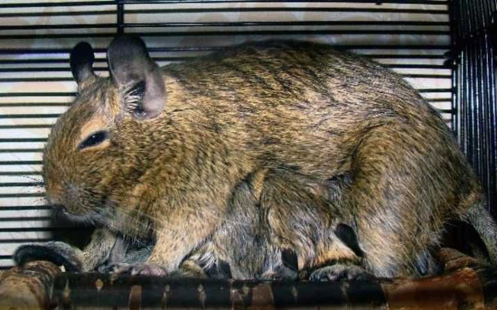 Подарявам Чилийска катерица дегу