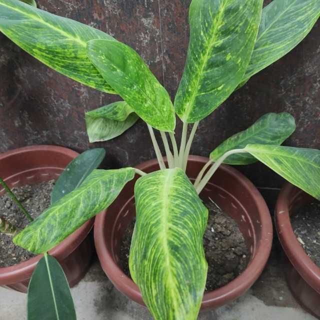 Пышный цветущий цветок - Аглаонема