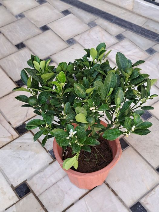 Мандарин и Кумкват