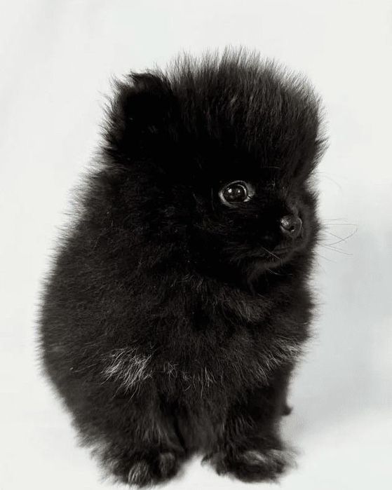 продаются щенки шпицы