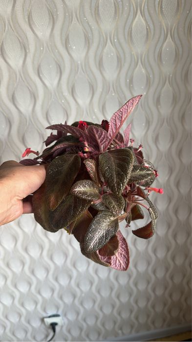 Продам цветы комнатные