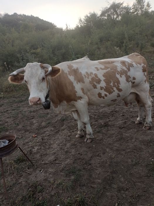 Vând vaca Baltata Romaneasca