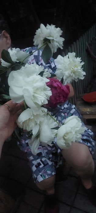 Цветы пионов. Находимся в городе.