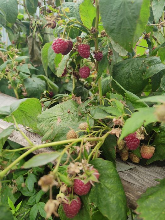 Продам малину 3 литра