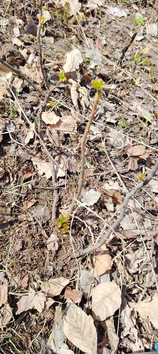 Смородина чёрная крупная