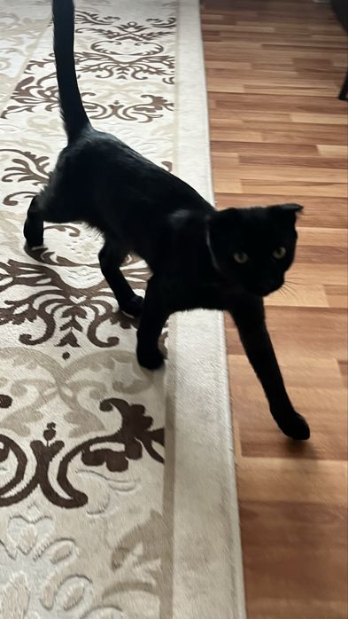 Вислоухий котенок