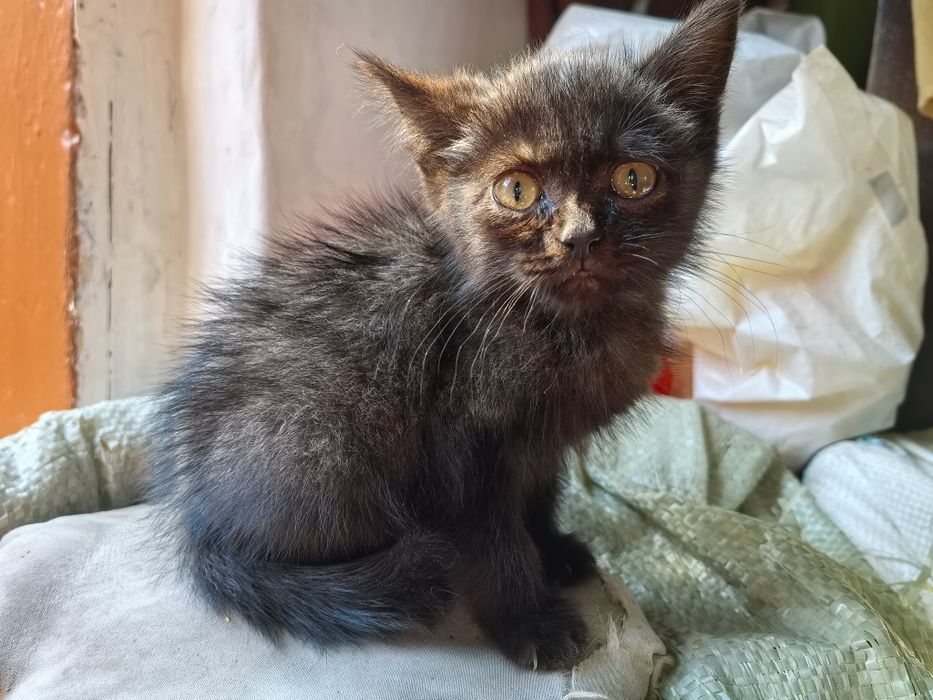 Котенок 2 месяца