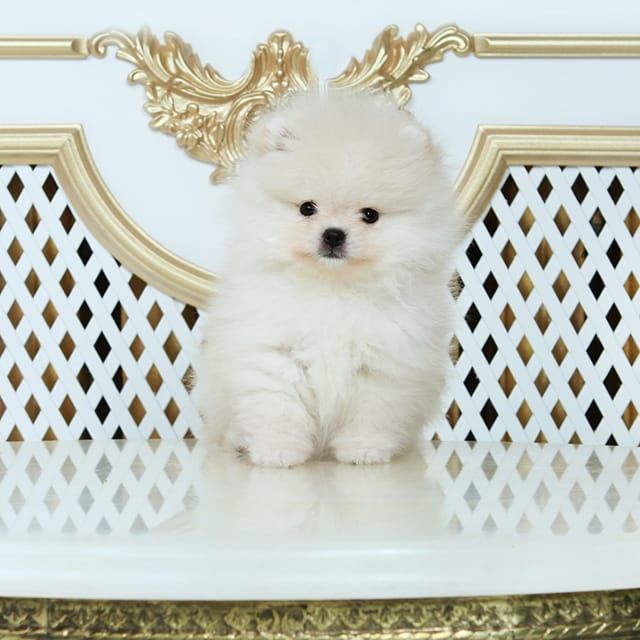 Померанский Шпиц, 1,5 мес, помиранский