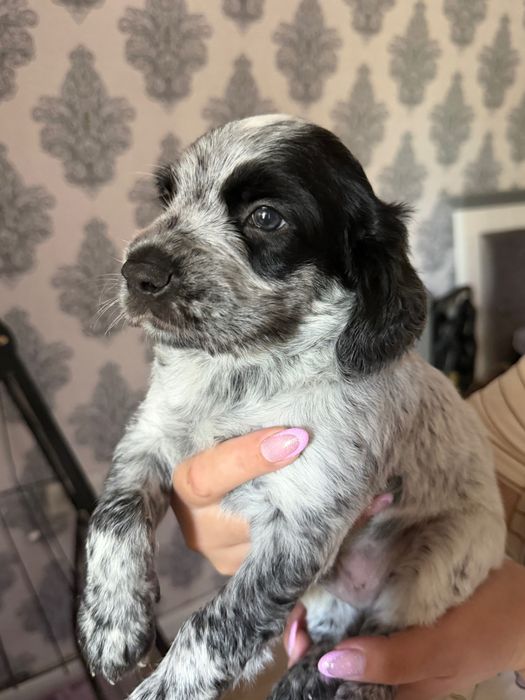 Спаниель Spaniel охотничий ovchi it