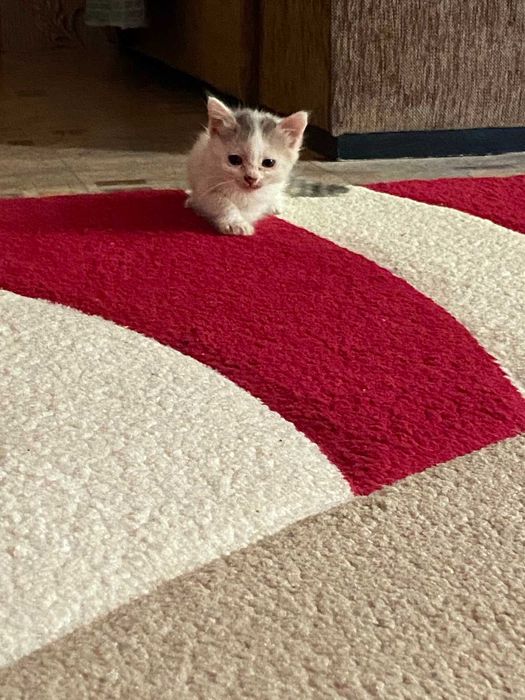 Котята 1 месяц  - кушают, ходят в песок