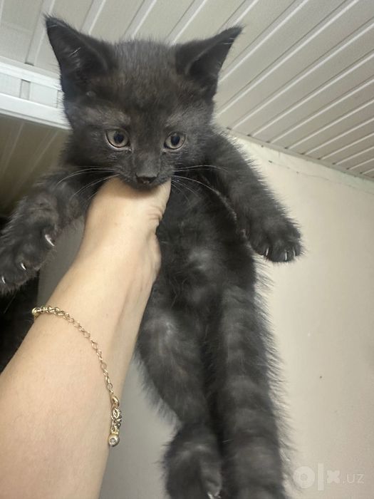 Котята отдам даром