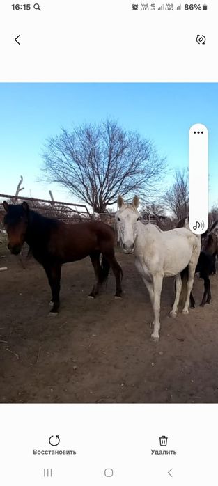 Жылкылар сатылады