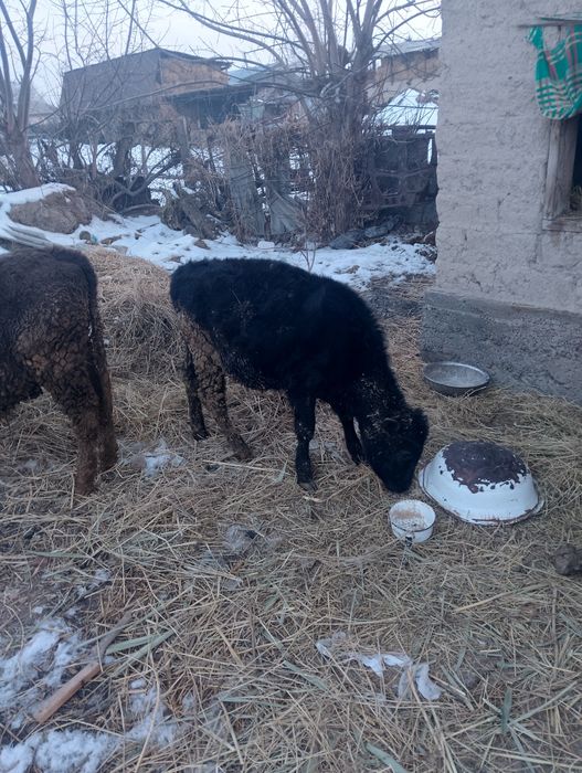 Телята на продажу