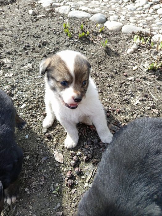 Щенки звонки в добрые руки!