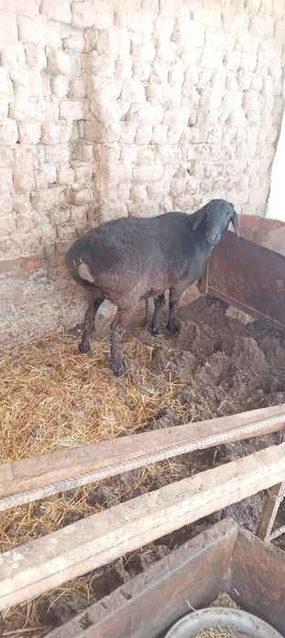 Semiz urg'ochi qochmagan so'yishga va boqishga bo'ladi.