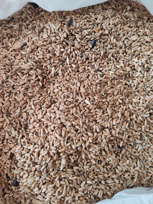 Ячмень, пшеница от 75тг.