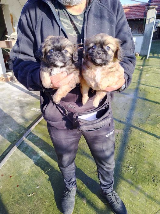 Пикинези на 50 дни,две мъжки