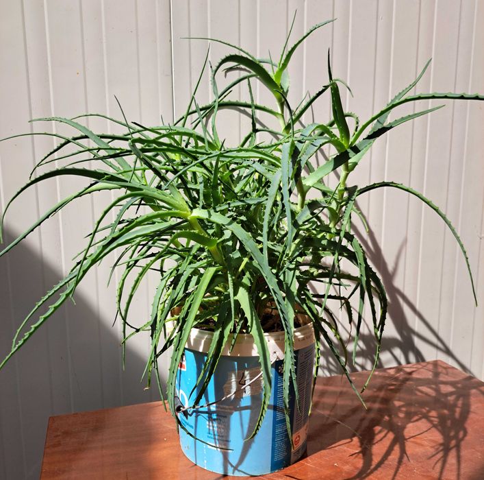 Продавам растение Алое (Aloe Аrborescens) в саксия
