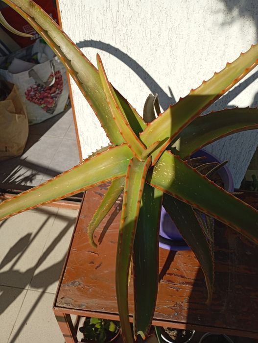 Домашни Отглеждани Цветя Алое Вера,Кактуси и други.