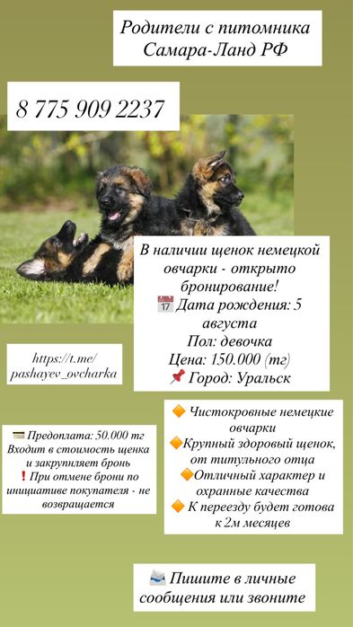 Щенки немецкой овчарки