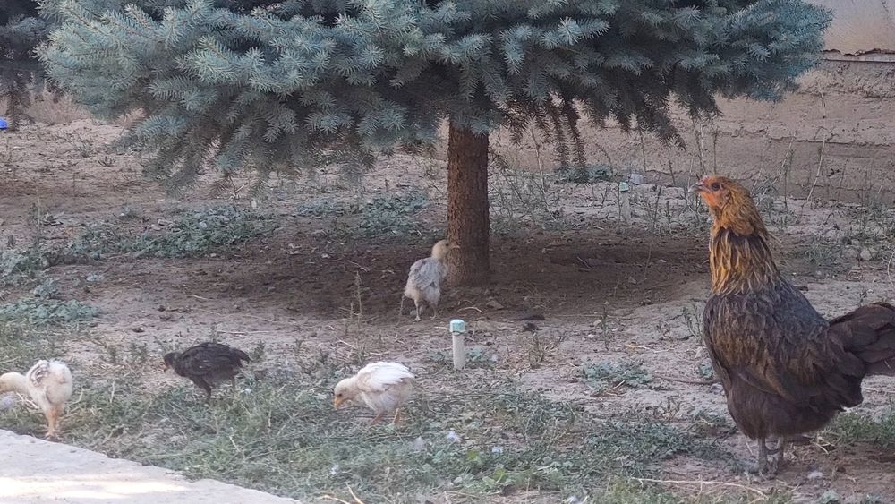 Күрке тауық 6 балапанымен