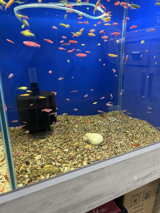 Аквариумные рыбки