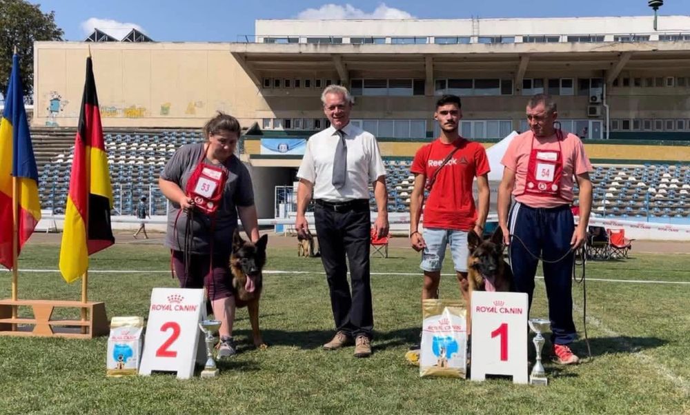 Mascul ciobanesc german