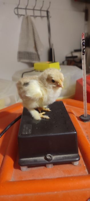 Pui australorp, pui țară