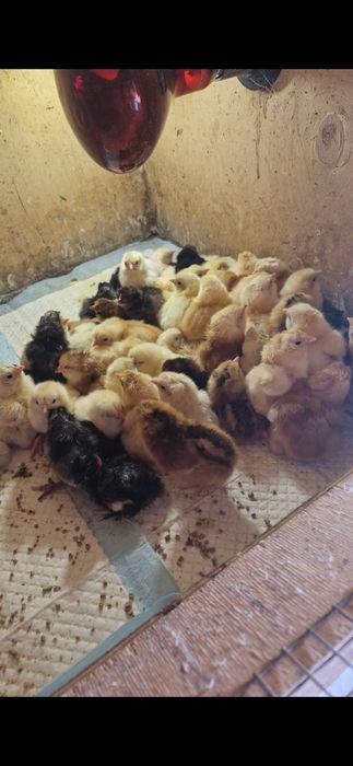 Пасхальные цыплята