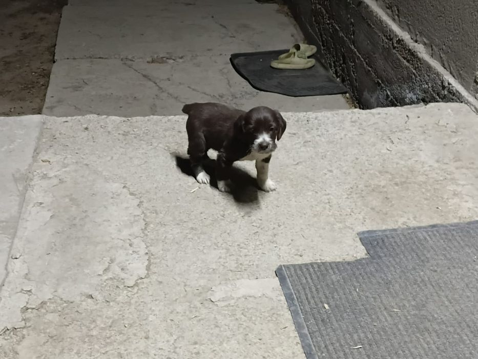 Охотничий,сучка,