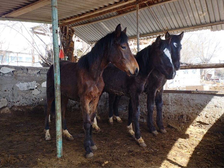 Тайлар  сатылады