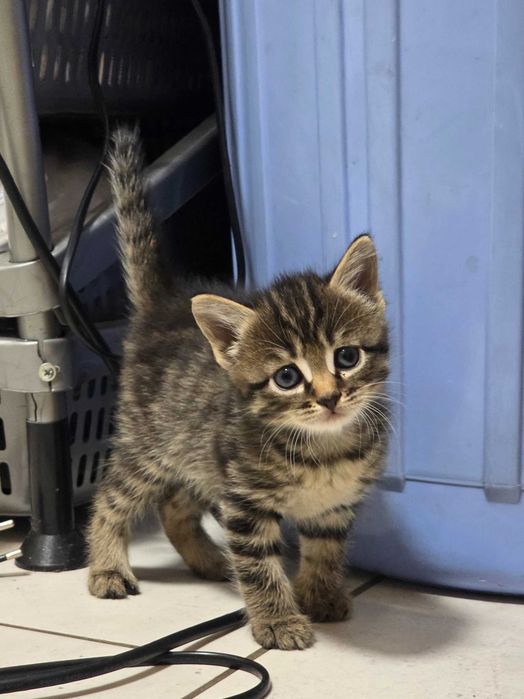 Отдадим котят в хорошие руки