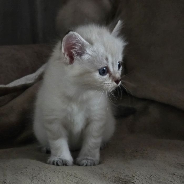 Отдам котят девочки