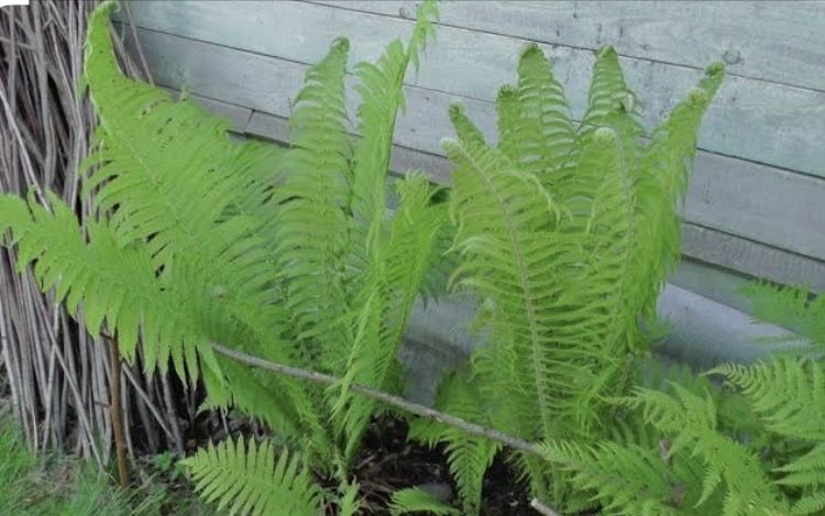 Папоротник   садовый.   Продам