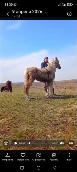 2: толатн құнан кенже туған.