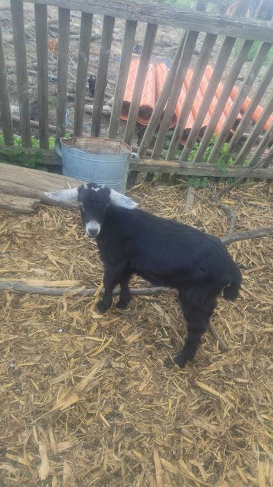 Iezi de vânzare crescuți bio