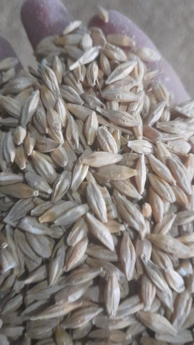 Арпа, бидай, кебек, ячмень фуражный, пшеница, отруби