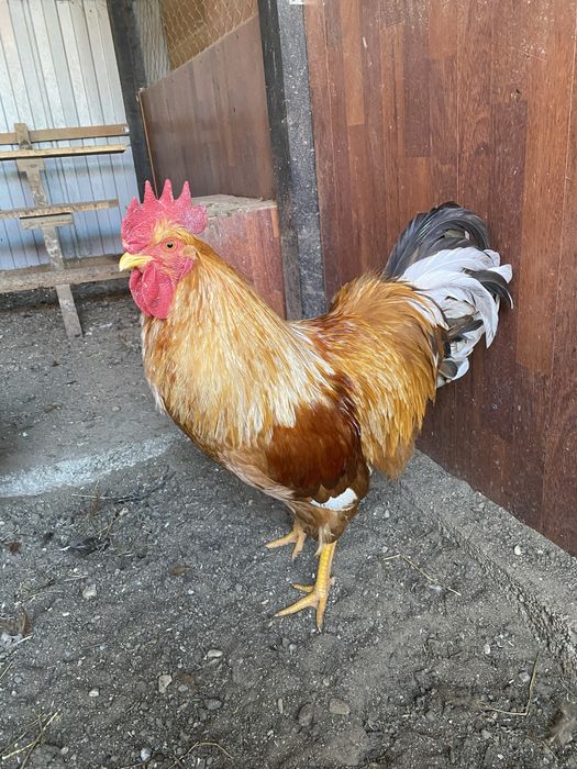 Oua incubat New Hampshire