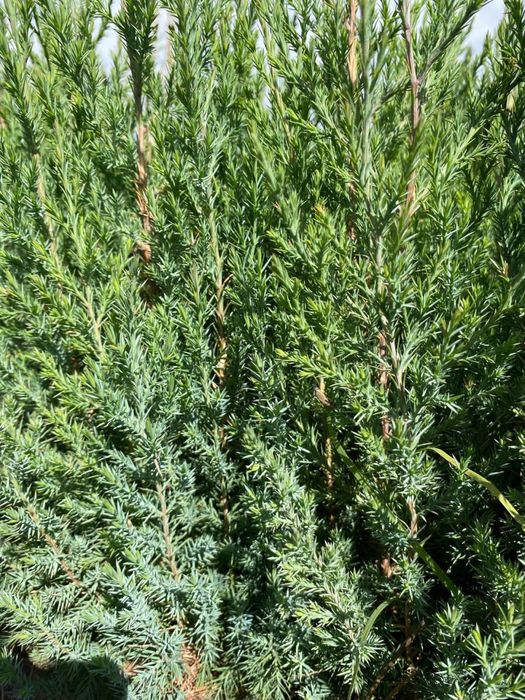 Можжевельник трехгодичный